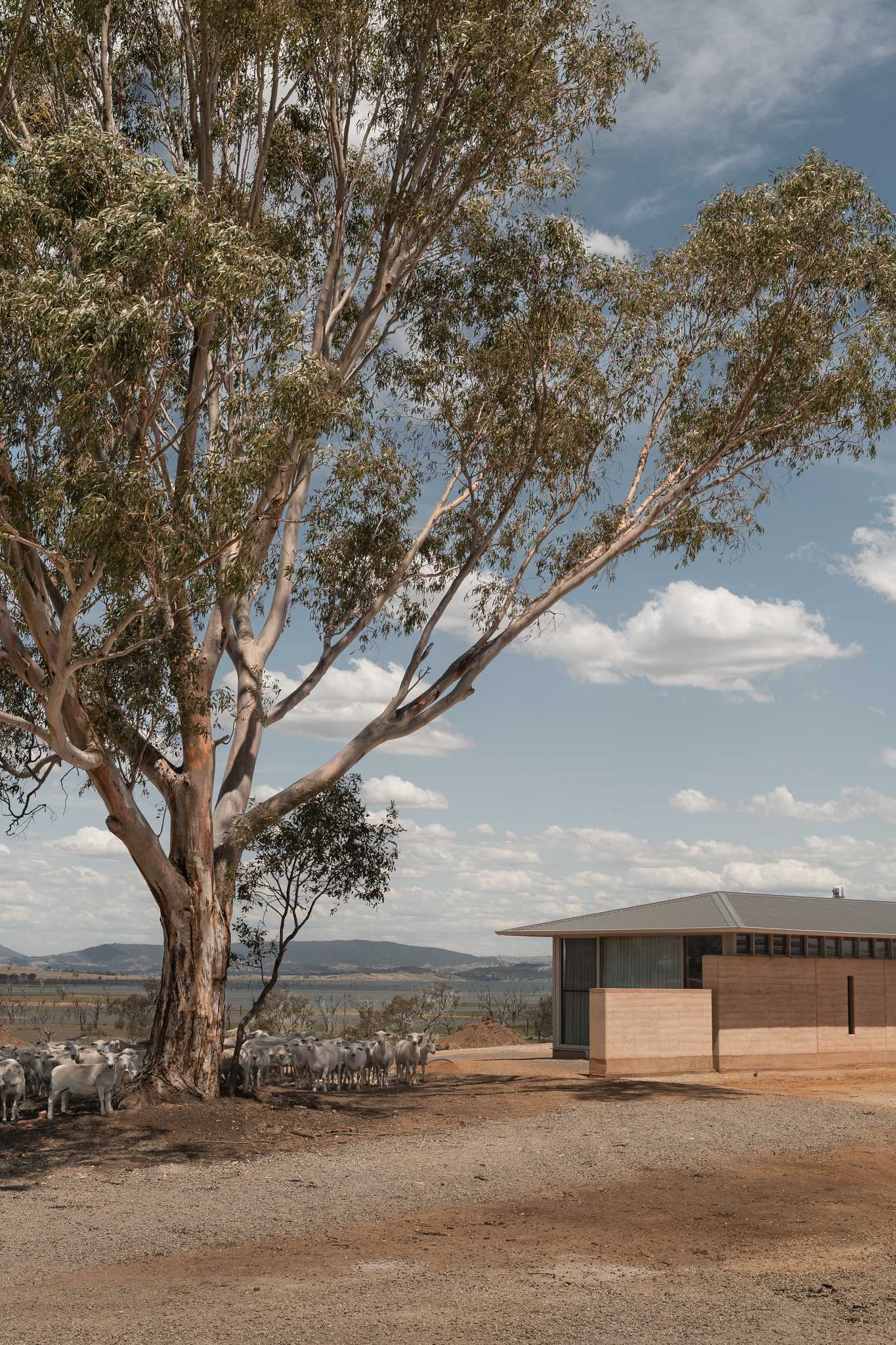 A facade of Table Top House at with an established gum tree to the left of the residence and a flock of sheep under the shade of the tree.